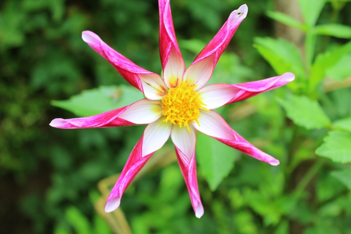 star flower
