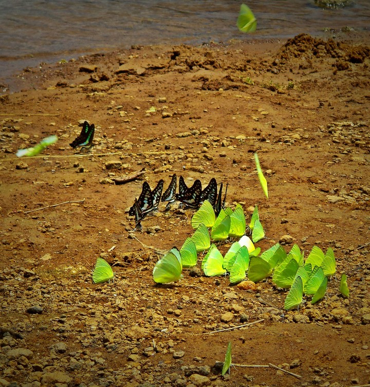 Butterflies