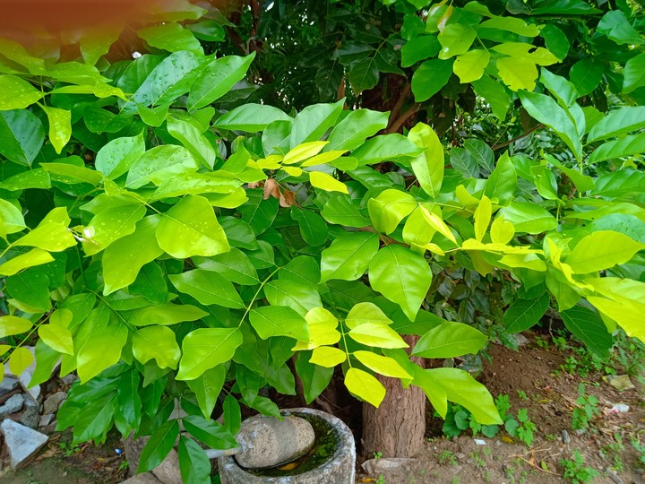 Leaf
