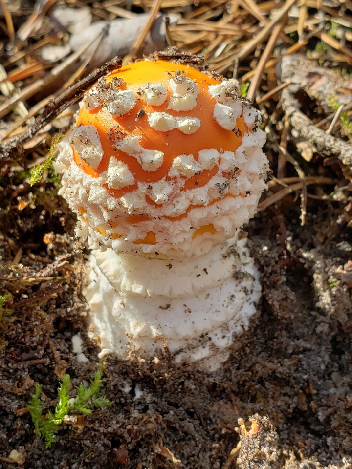 Мухомор