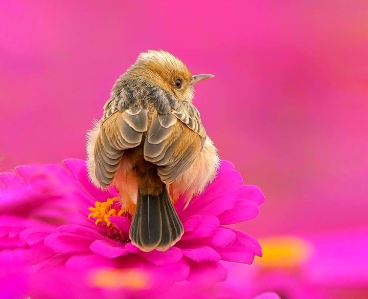 Bird