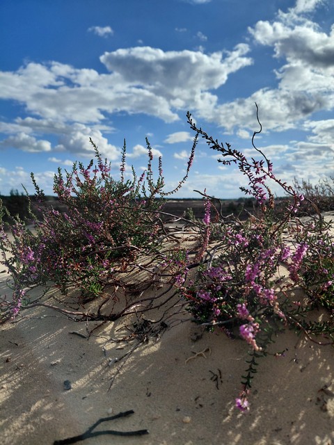 Purple, Sand, Shrubland