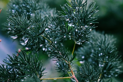 The satisfaction stemming from the raindrops: drip! drip!
