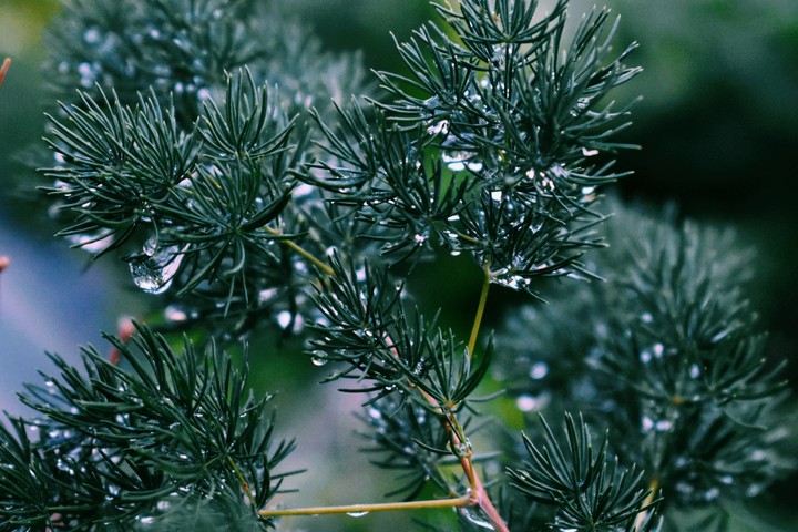 The satisfaction stemming from the raindrops: drip! drip!