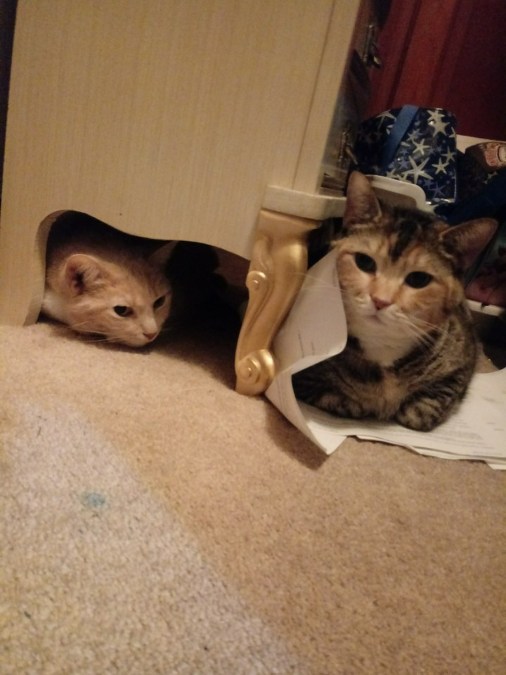 Mischievous Kitties