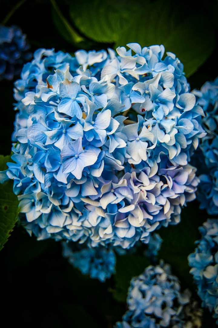 Blue