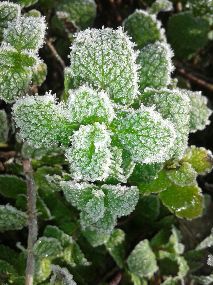 Menthe glacée