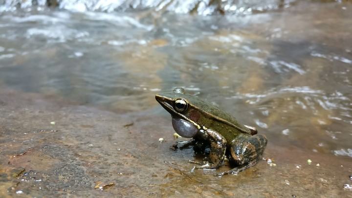 Frog