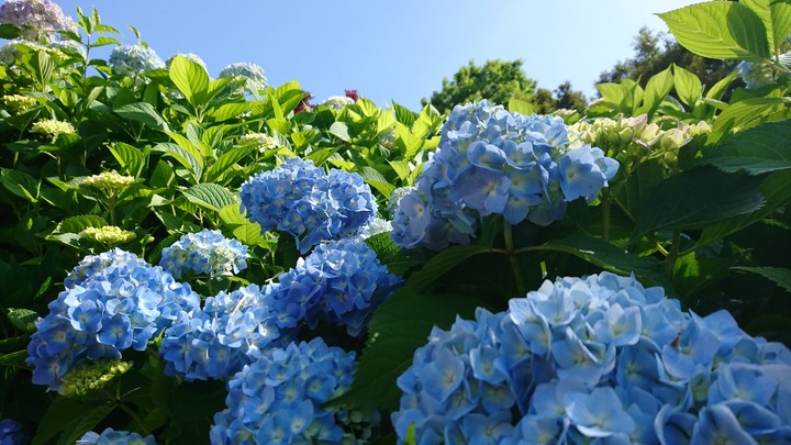 紫陽花
