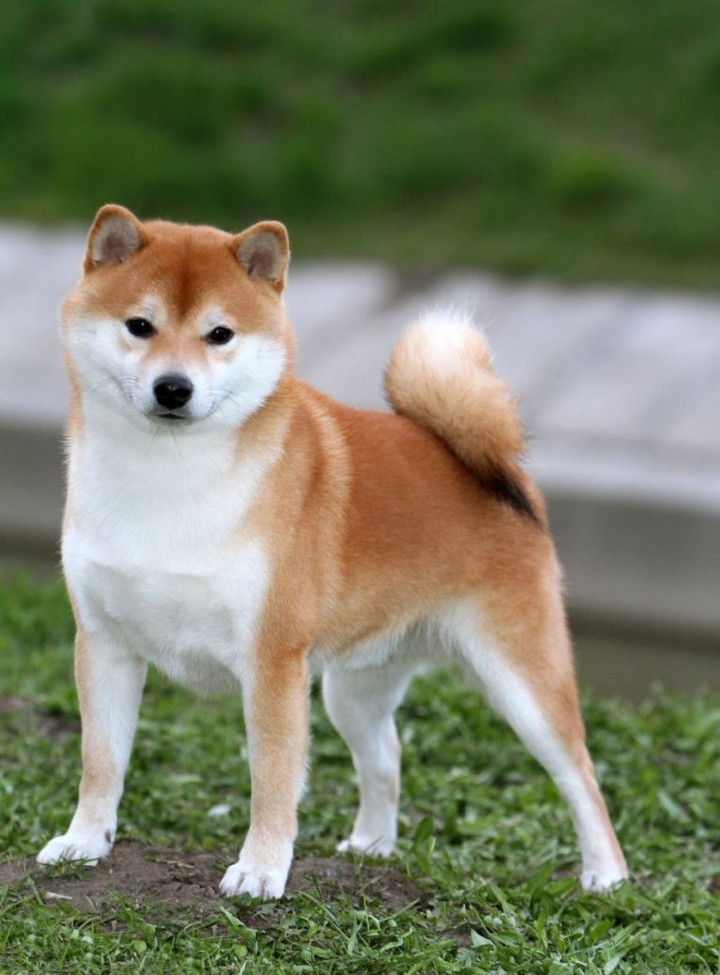 сиба