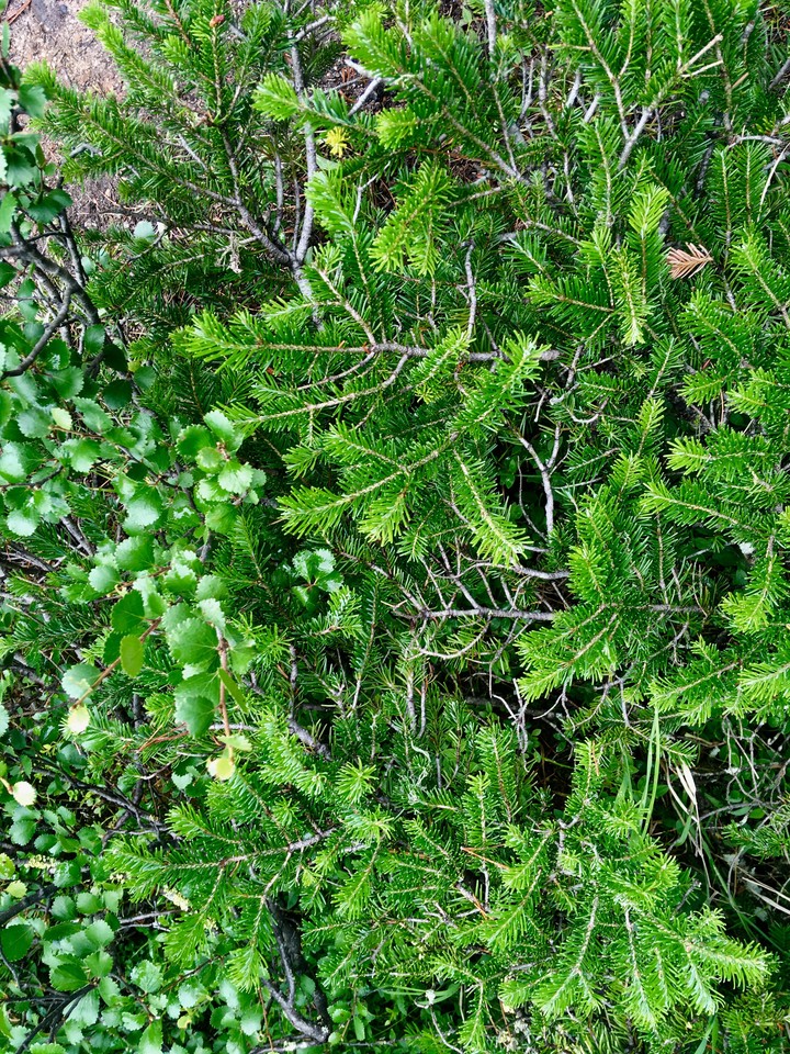 Mountain forest