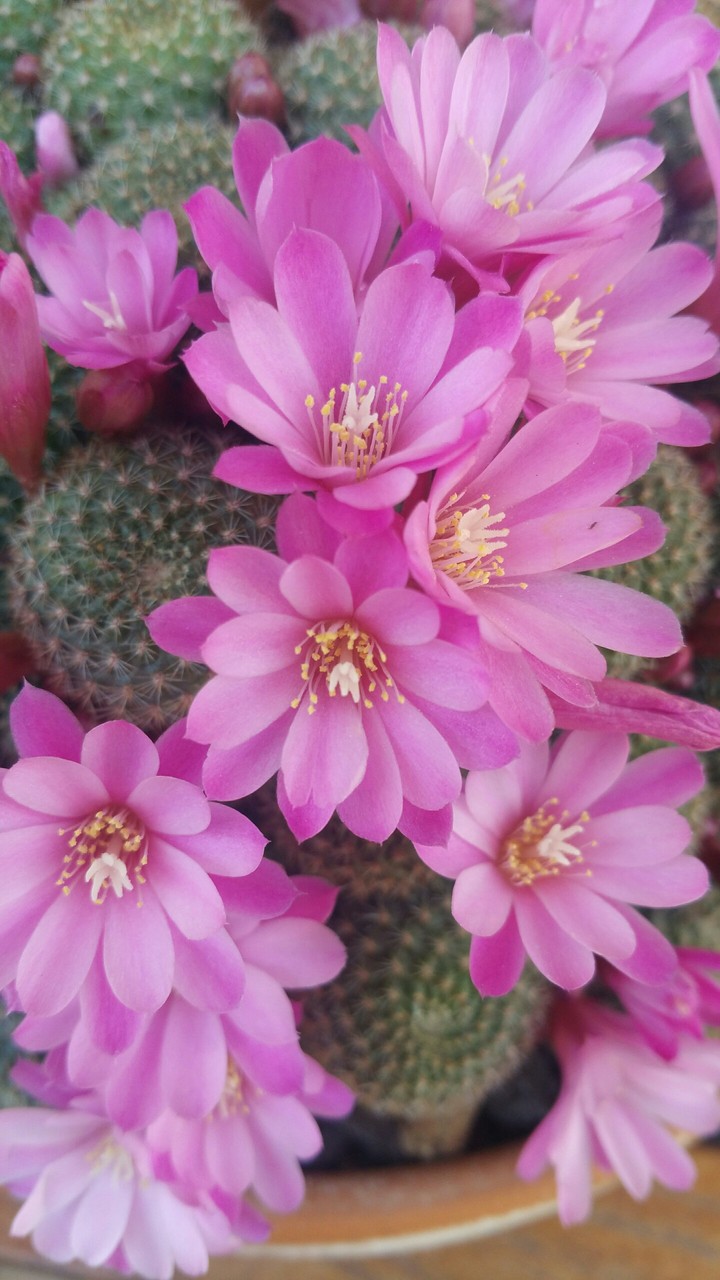 Flor de cactus