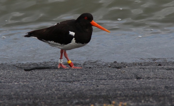 bird