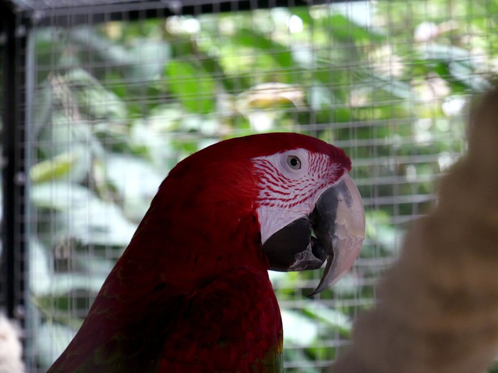 Papagei, Ara, Vogel