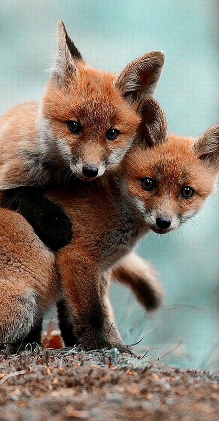 Red Foxes