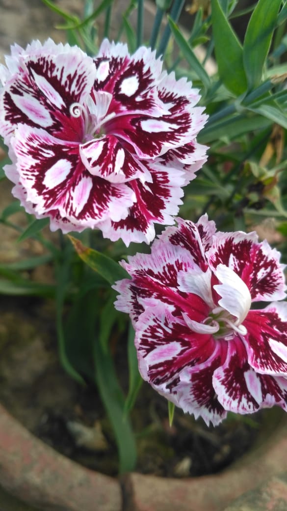 beautiful flowers