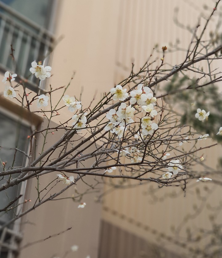 봄 꽃