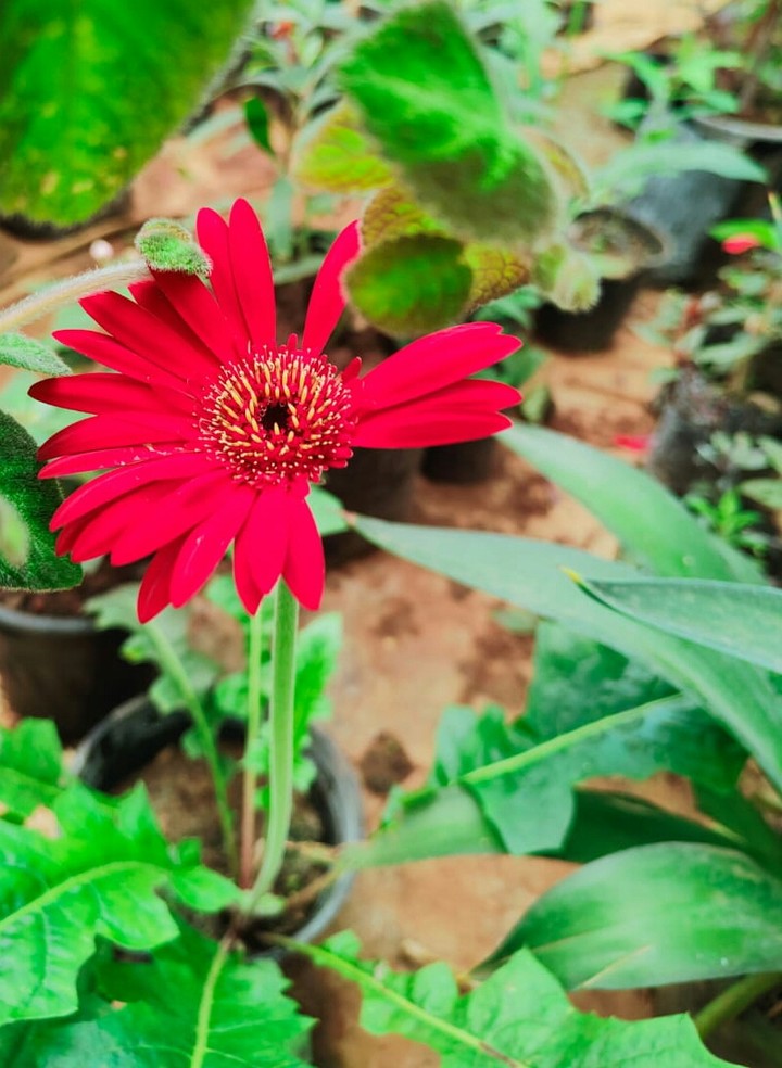 Gerbera jamesonii