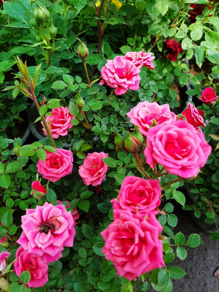 beautiful fower