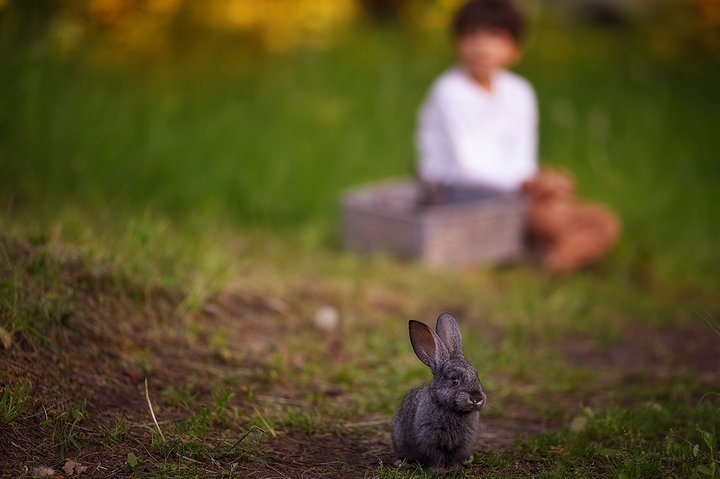 rabbit