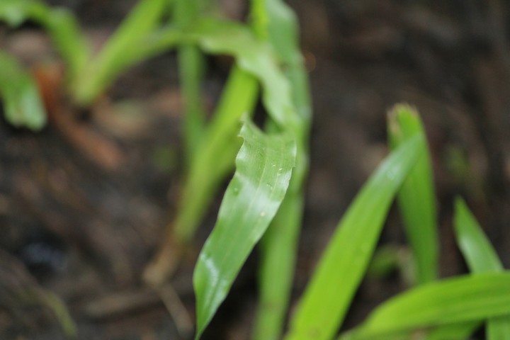 #Green #Grass