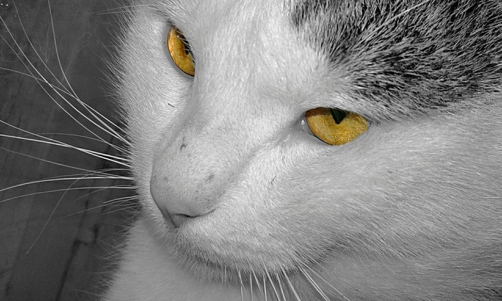 My cat : *