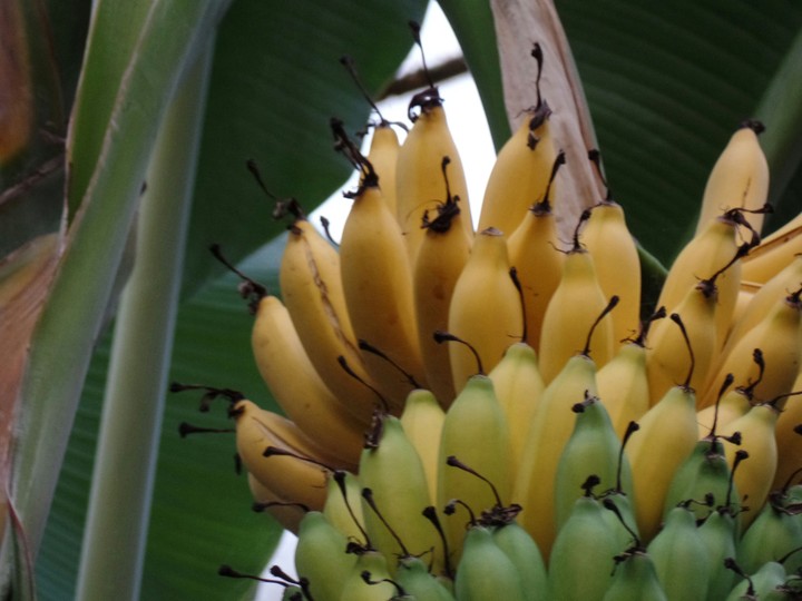 Bananas