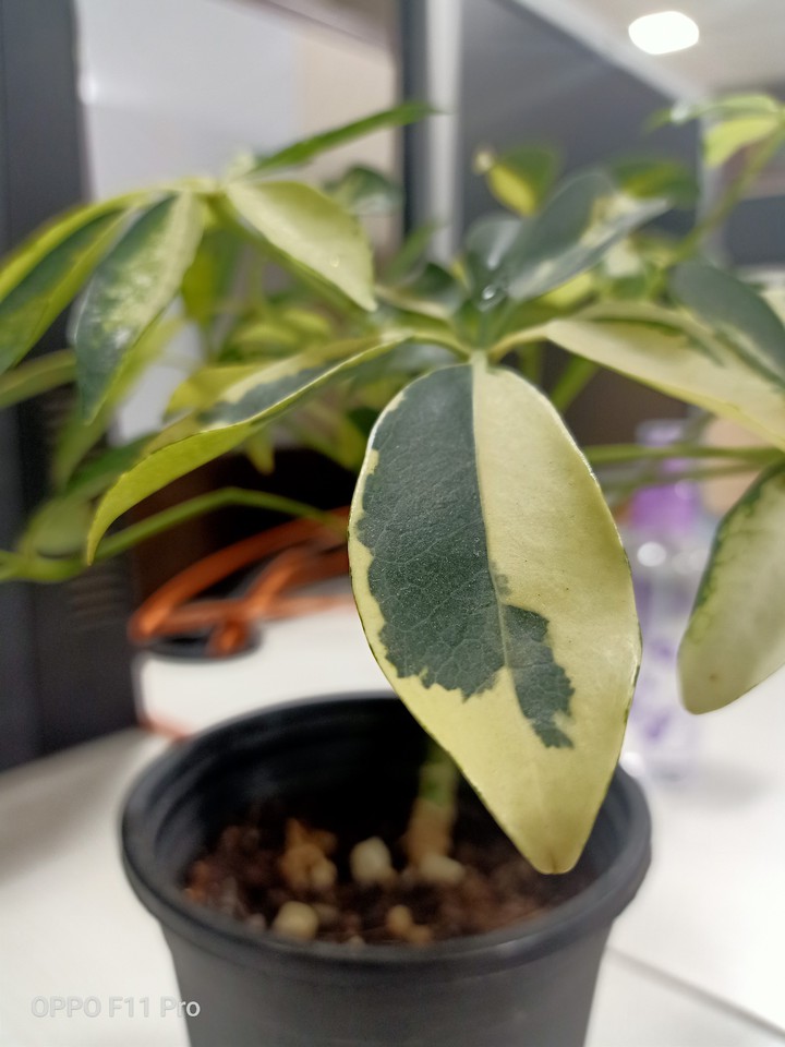 indoorplant