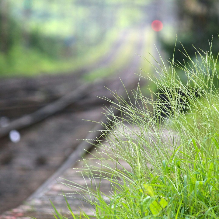 grass
