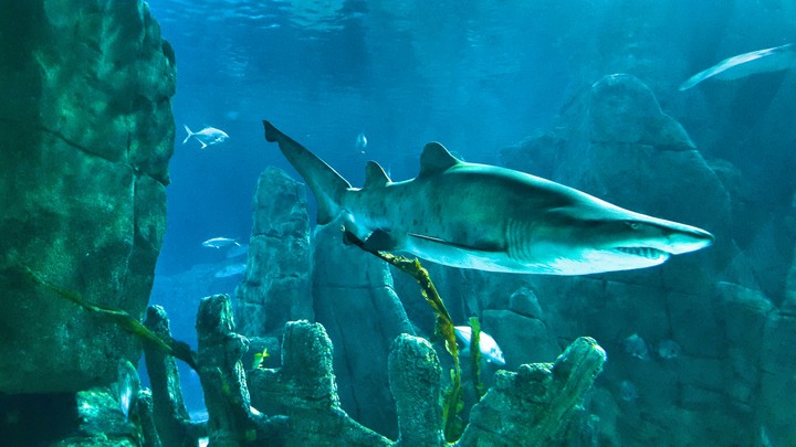 Shark
