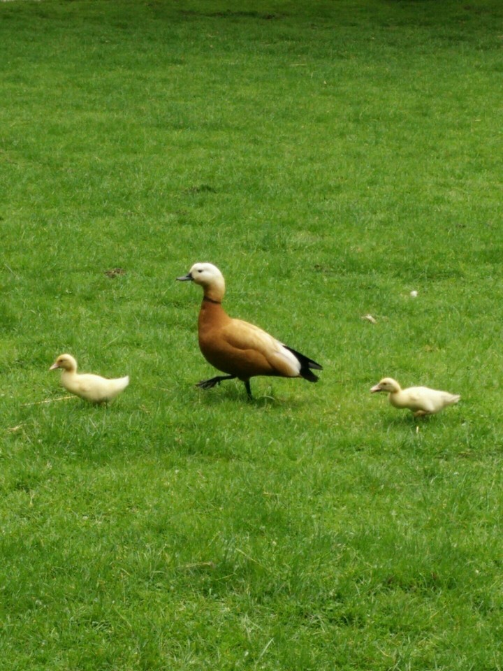 goose