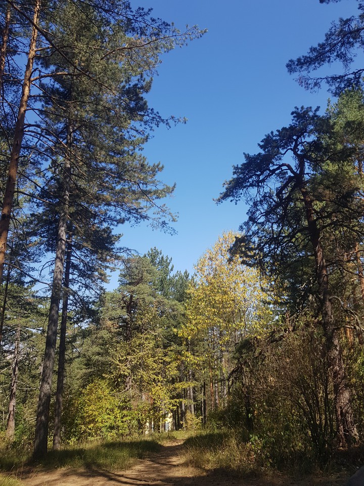 forest