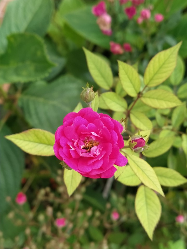 fleur rose