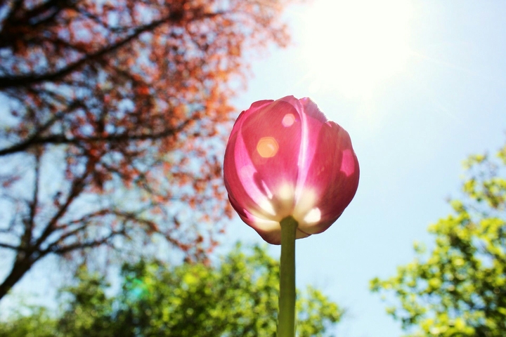 tulip