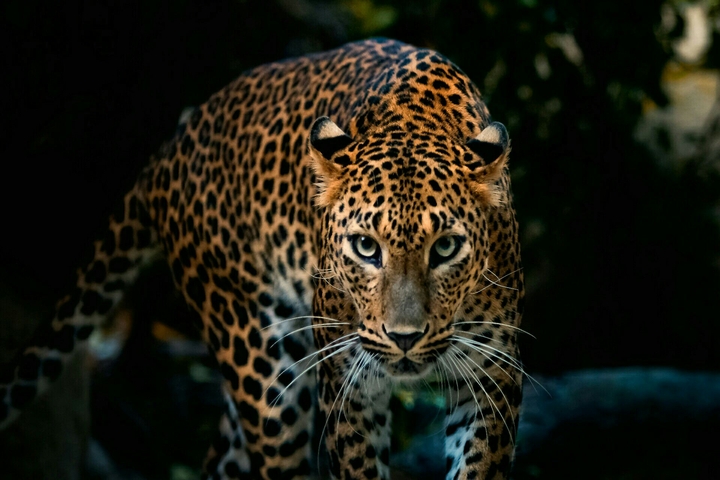 wild life