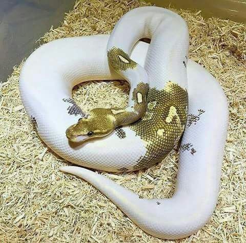 snake
