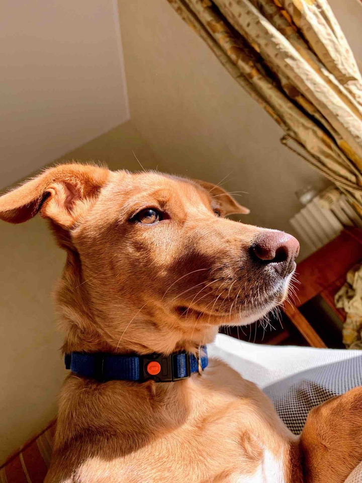 Baghi the Dog