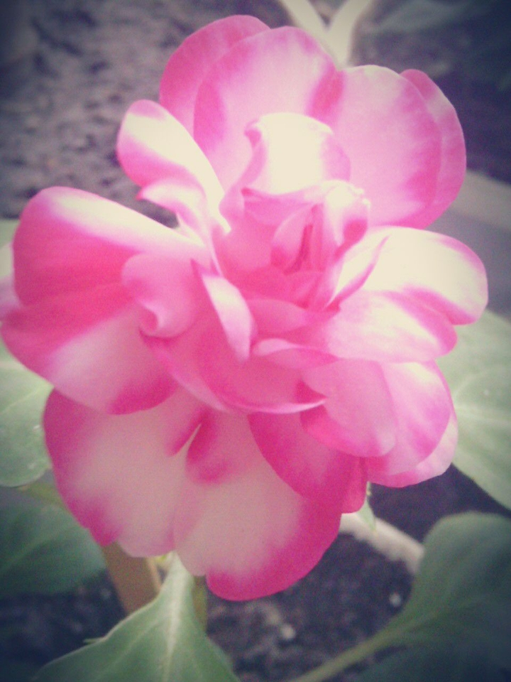Pink Flower