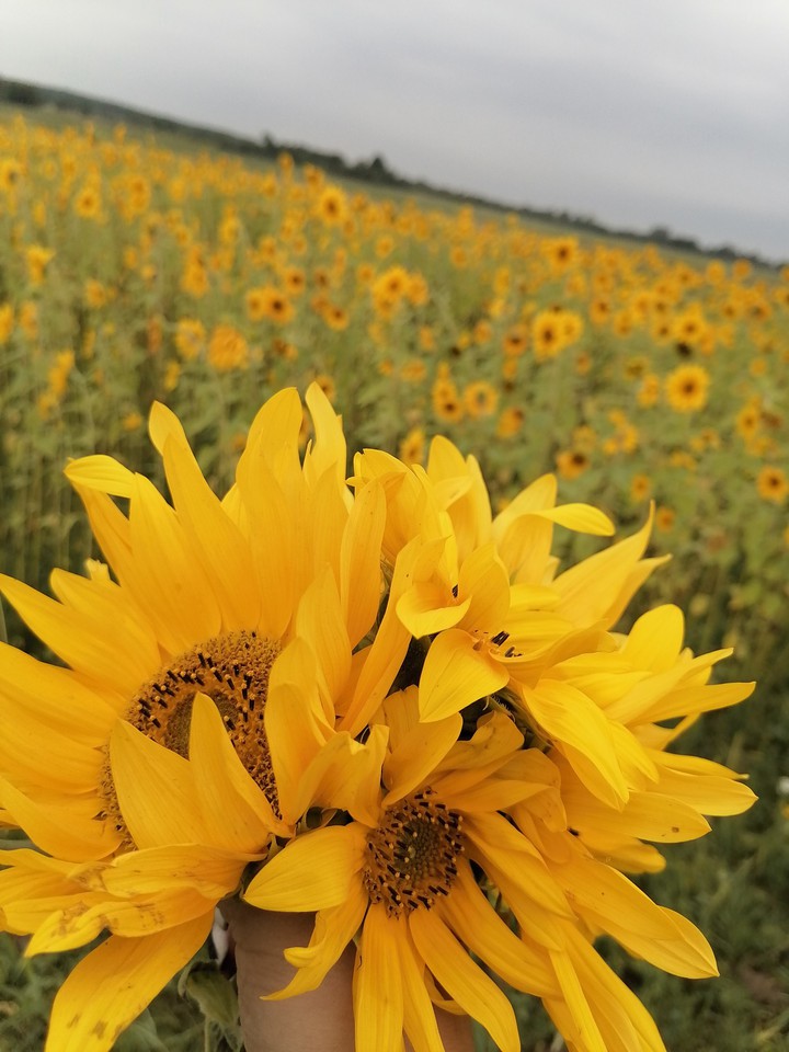 Sunflower