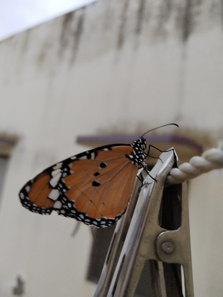 Butterfly ?