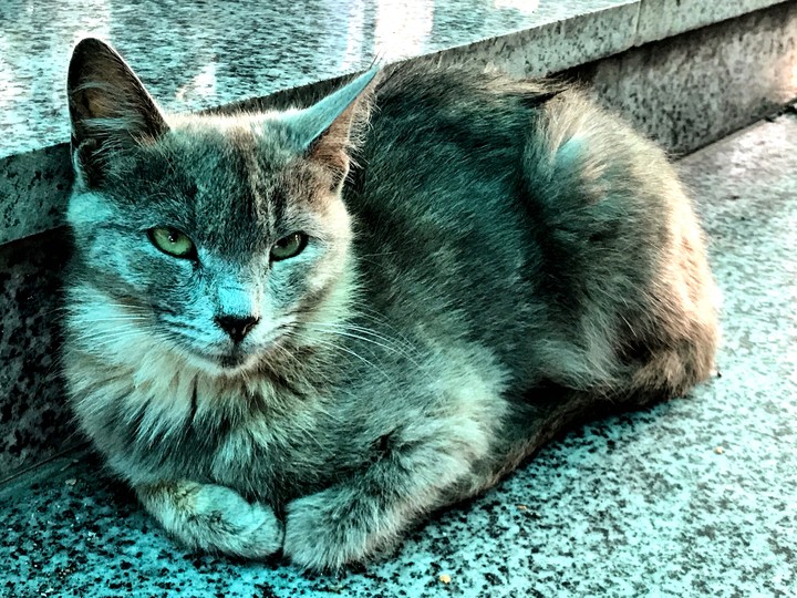 Cat 