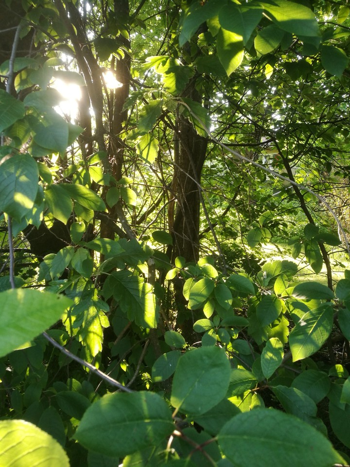 Light and leaves