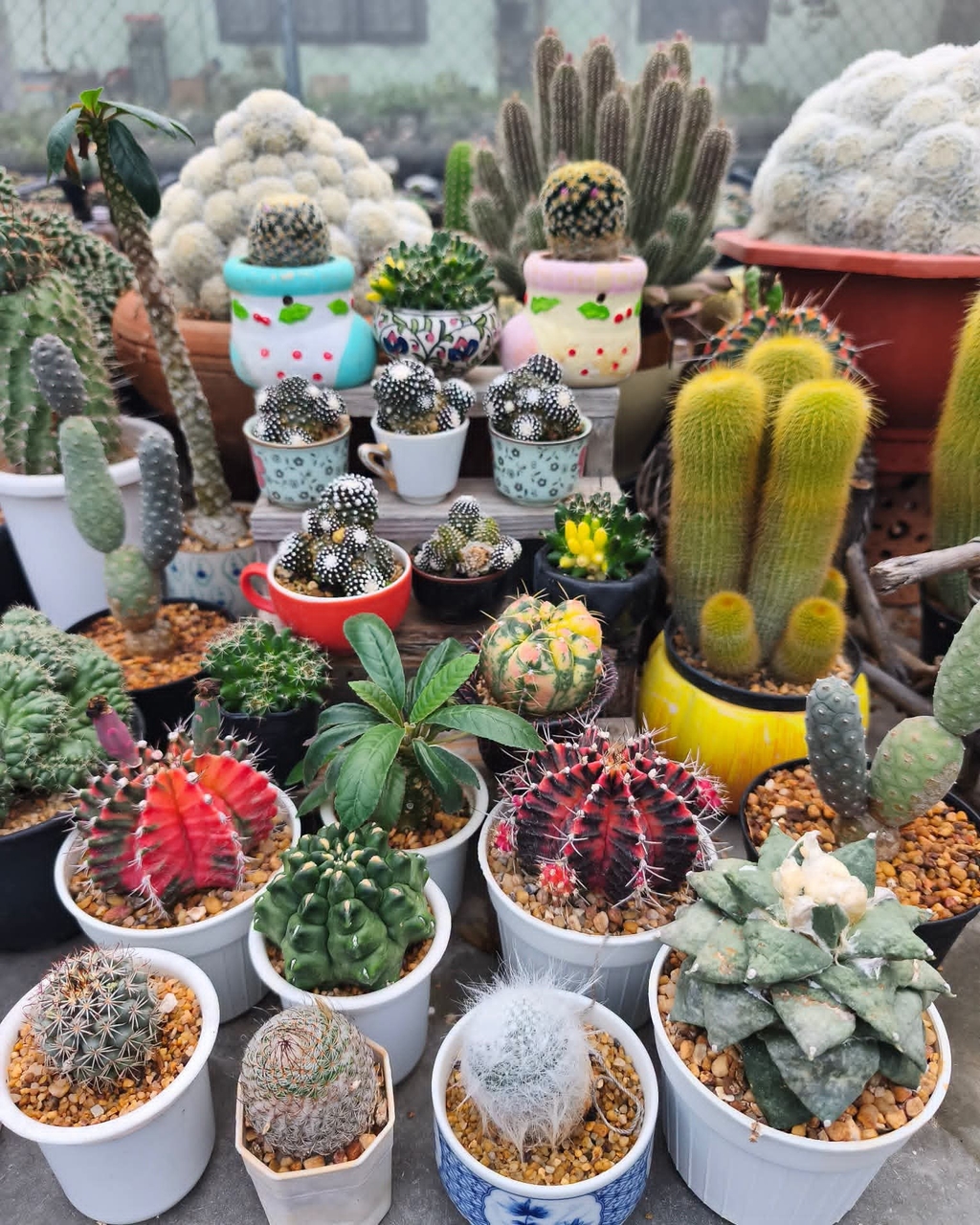 hình nền flowerpot, Cactus