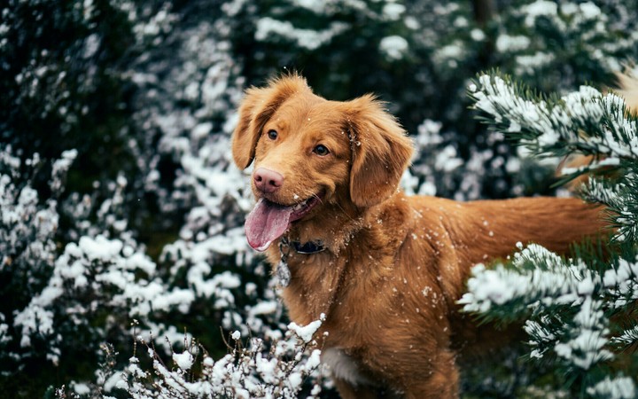 dog