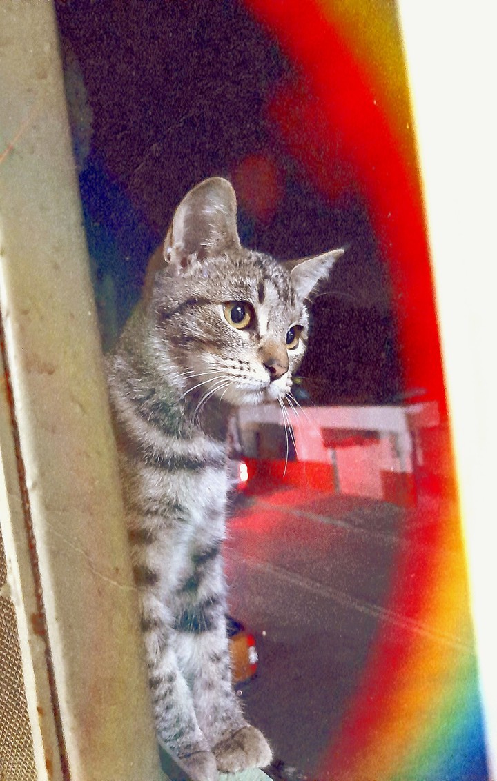 A Cat In The City