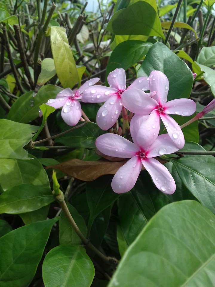 flowers.