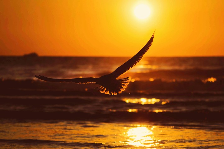 sea