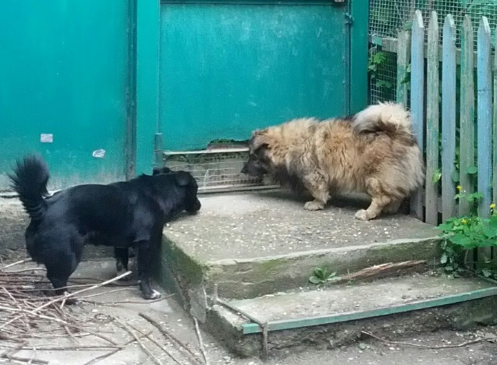 Стой, кто идёт?!