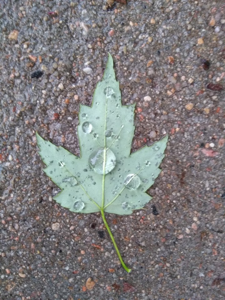 Water Leaf