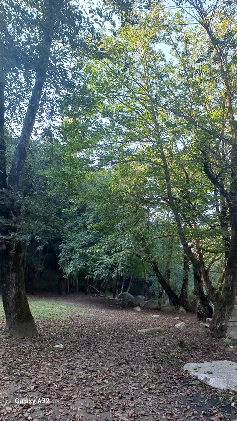 papéis de parede shrub, branch